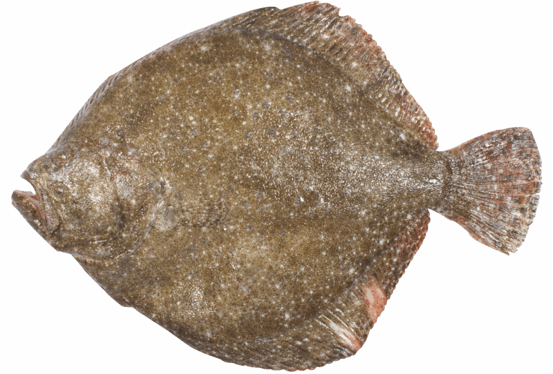 Turbot
