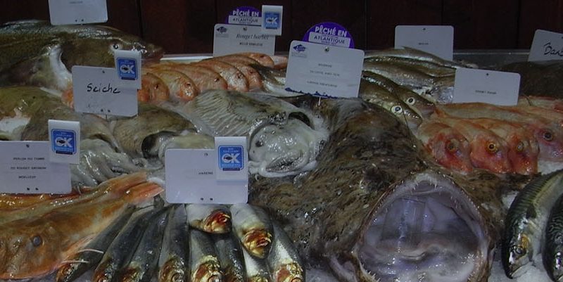 Espèces de saison |Mr.Goodfish