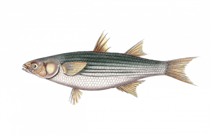 Golden Grey Mullet