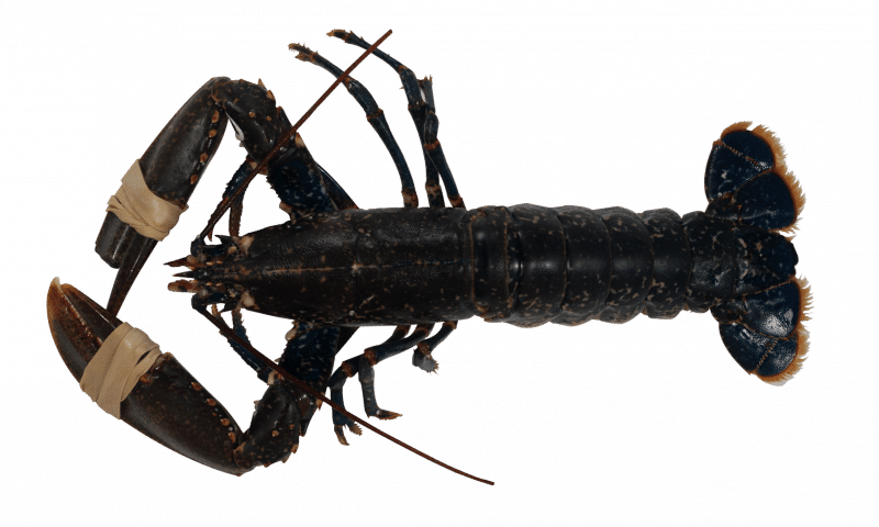 European lobster