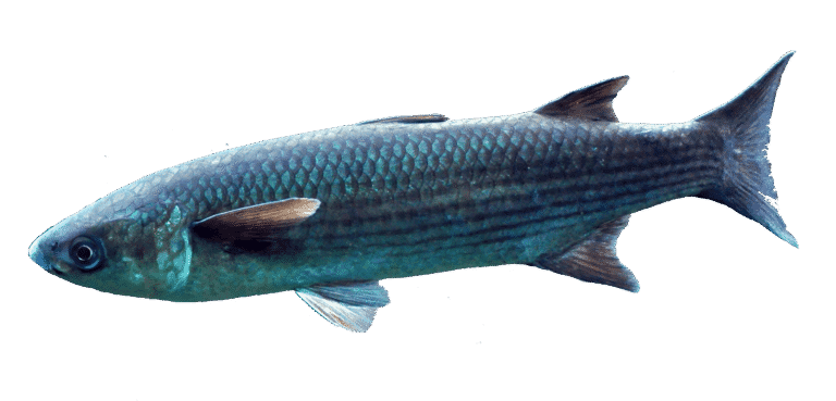 Cefalo verzelata