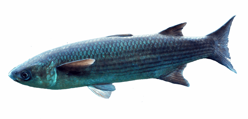 Leaping Mullet