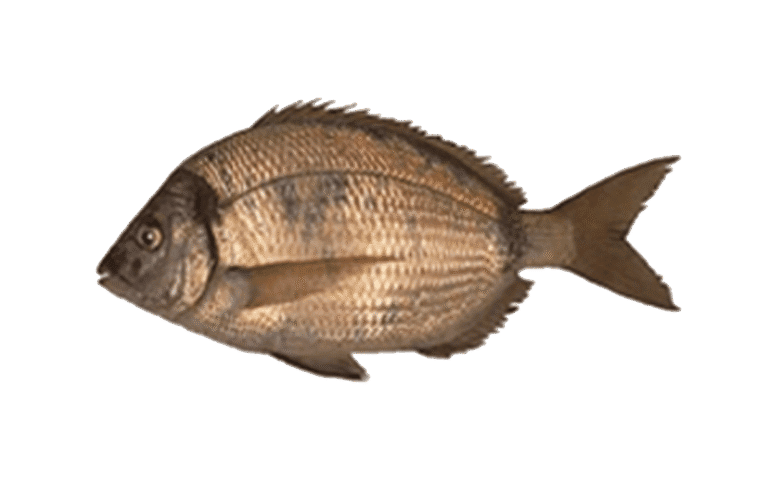 Sarago fasciato