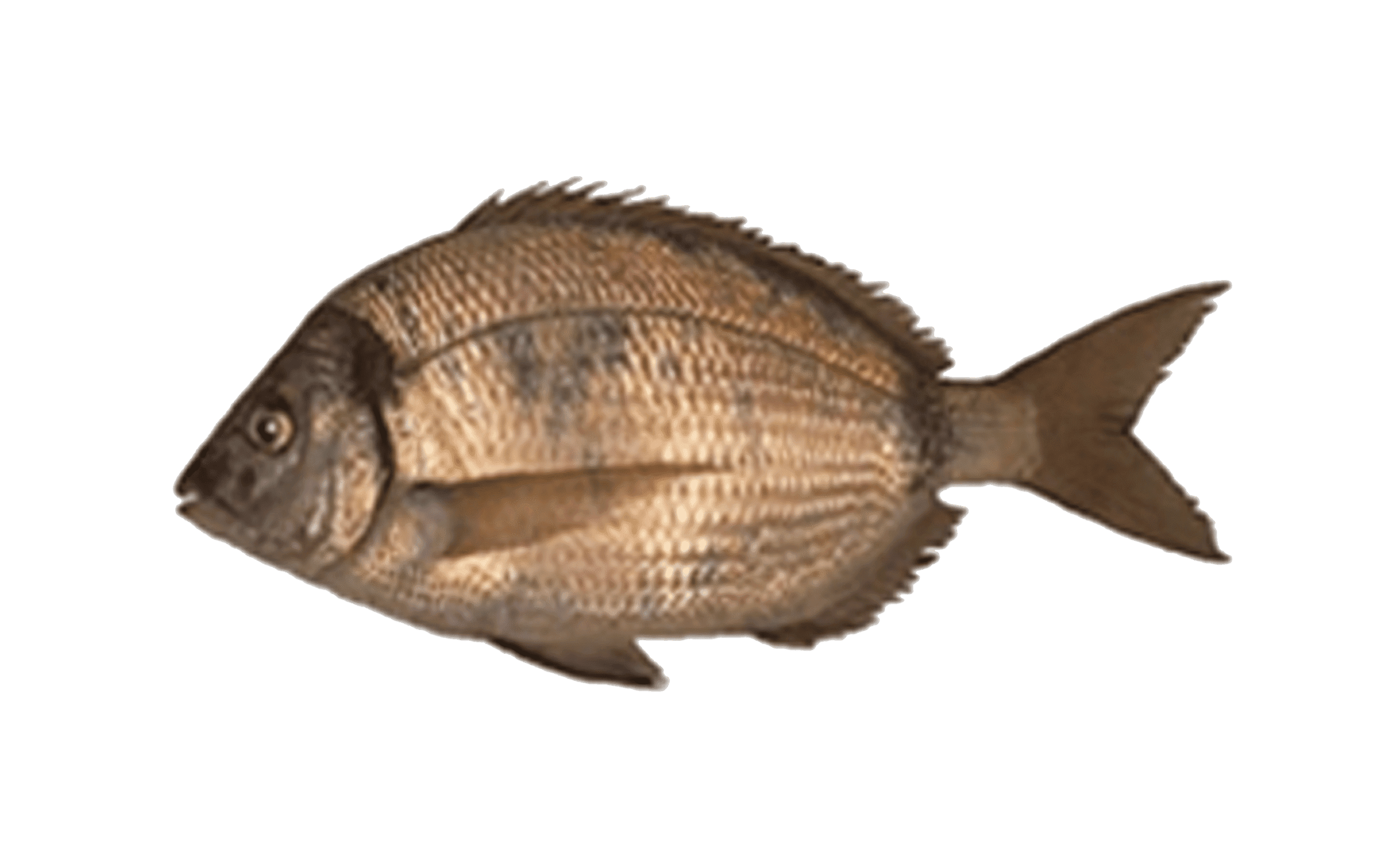 Sarago fasciato