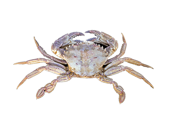 Velvet swimming crab