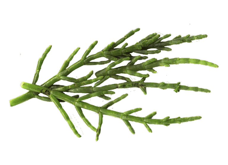 Glasswort