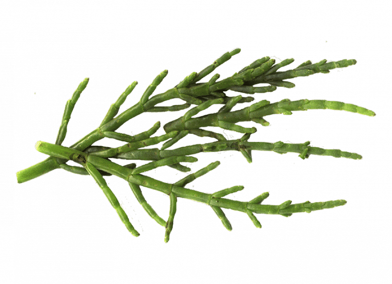 Salicornia