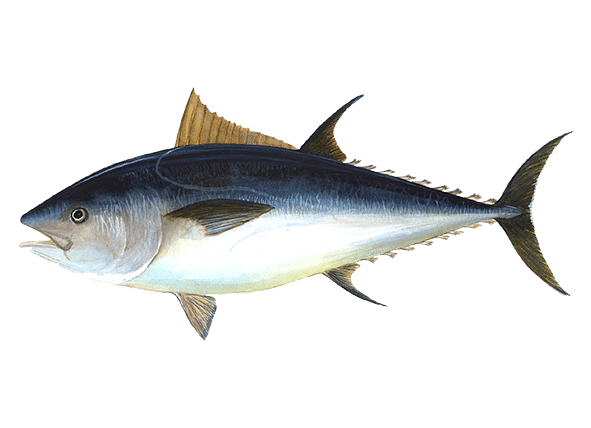 Atlantic bluefin tuna