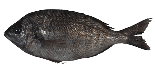 Black seabream