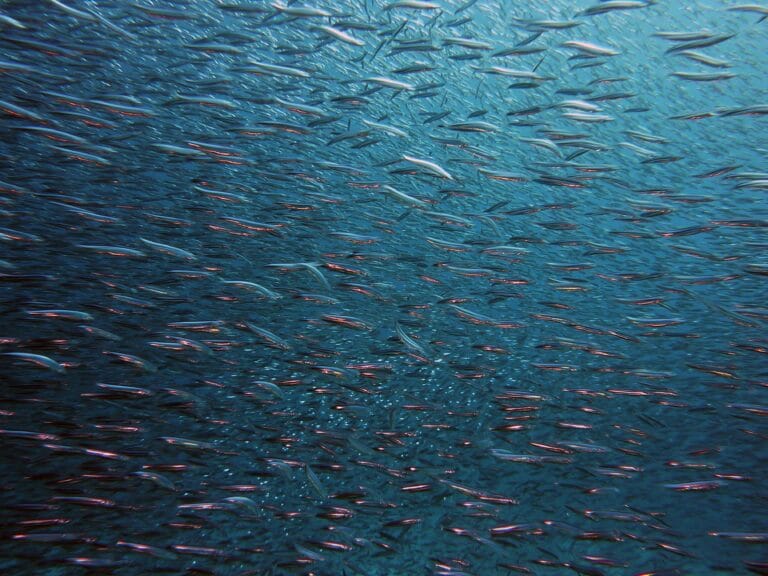Mr.Goodfish newsletter – Septembre 2018