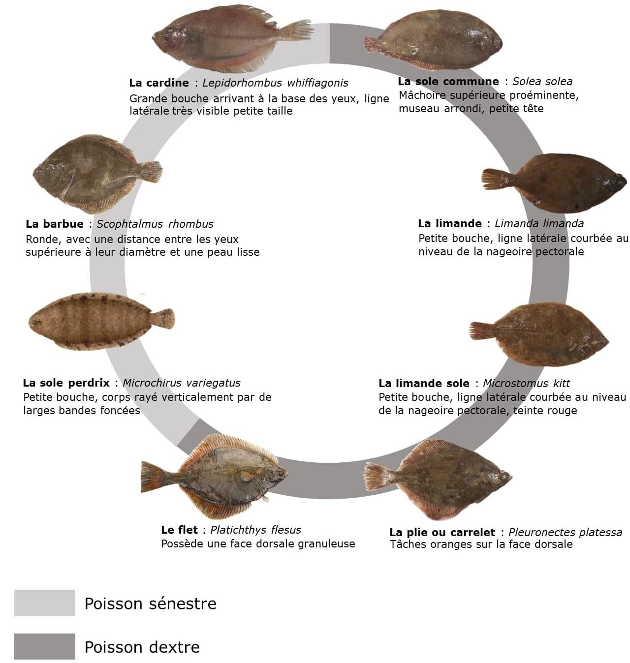 Poisson plat : définition et explications