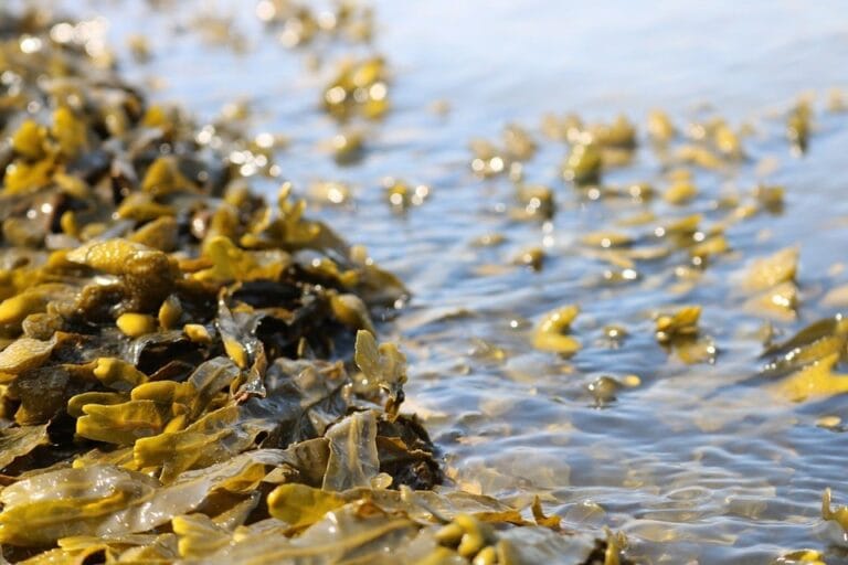 The Use of Algae