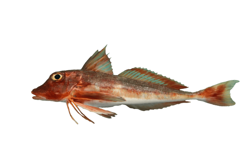 Red gurnard