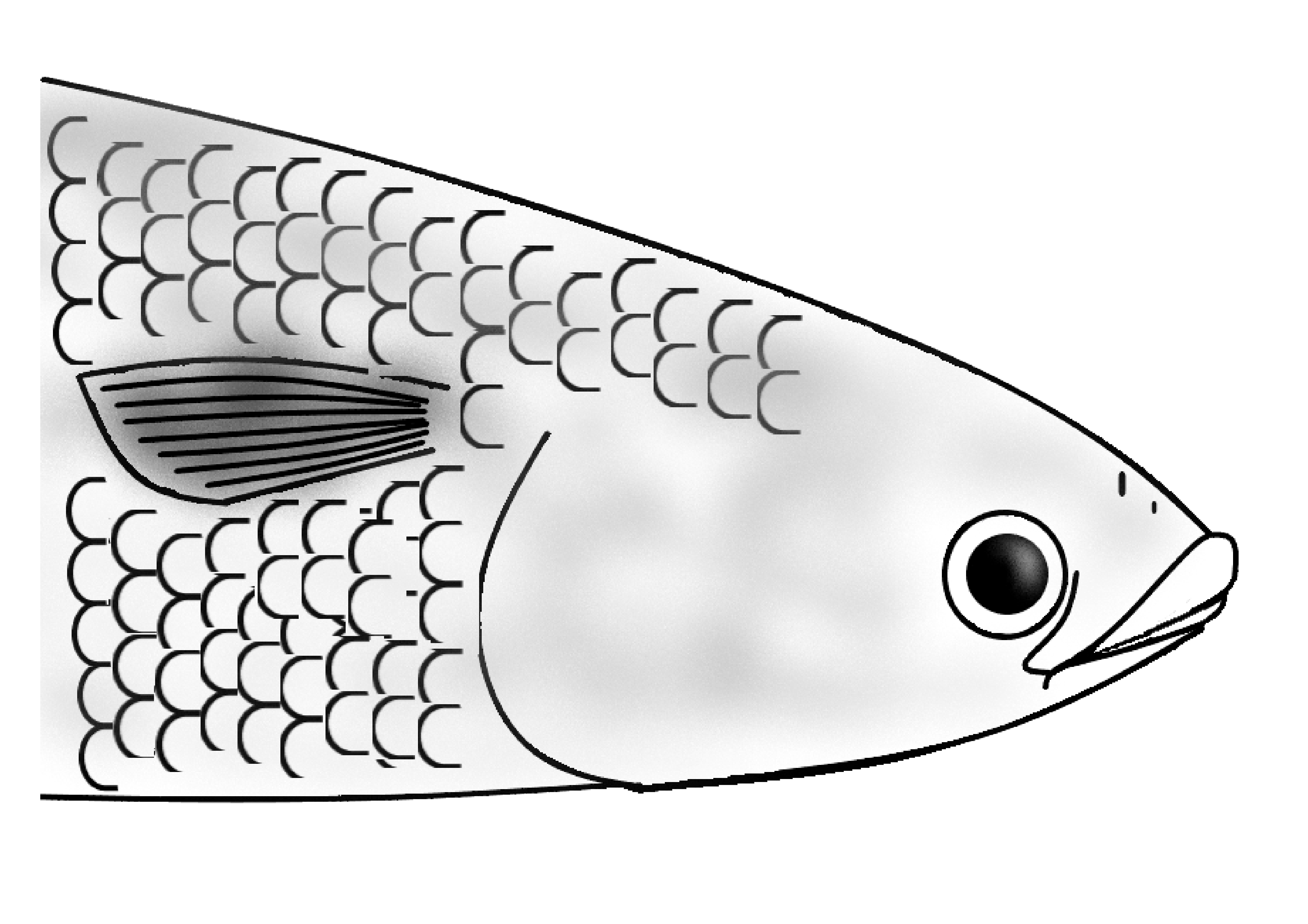 Mulet lippu – Chelon labrosus