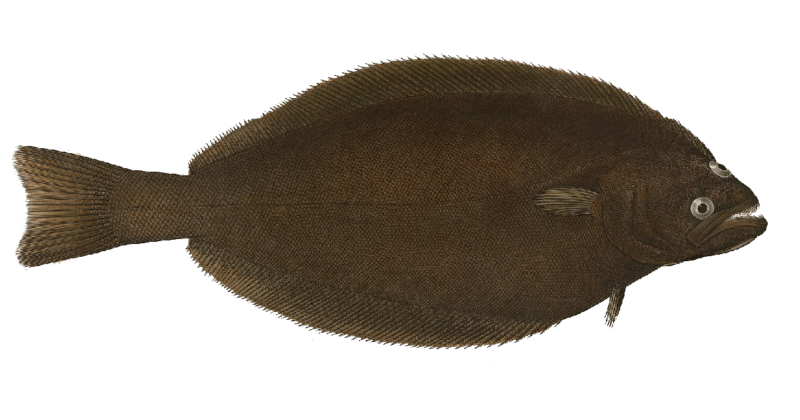 Atlantic halibut