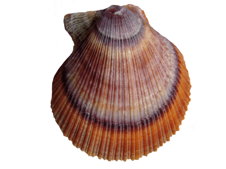 Iceland scallop