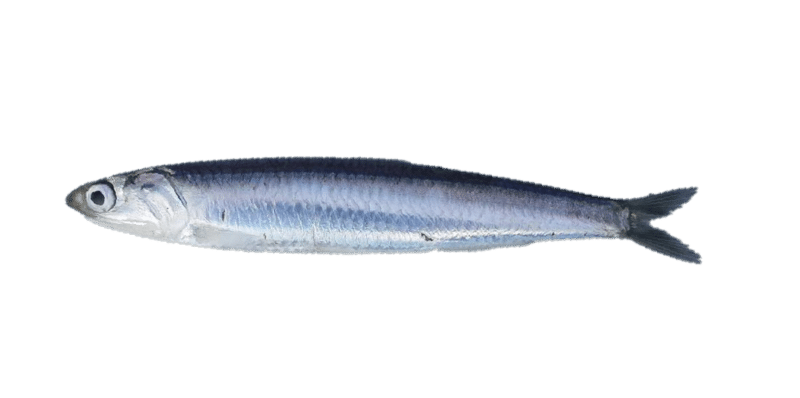 European anchovy