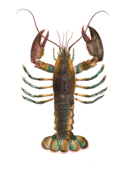 American lobster