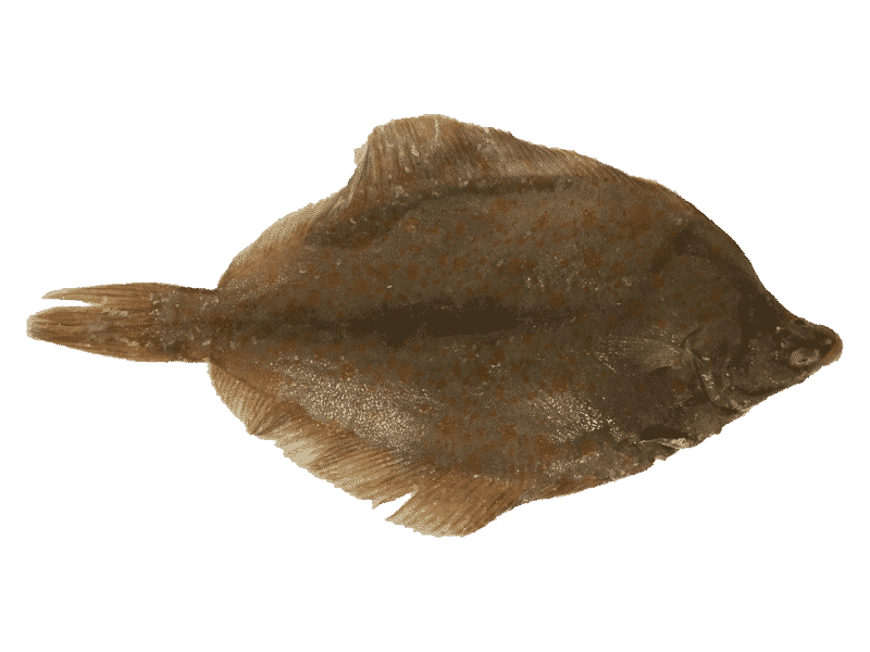 yellowtail flounde