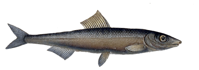 Anchois