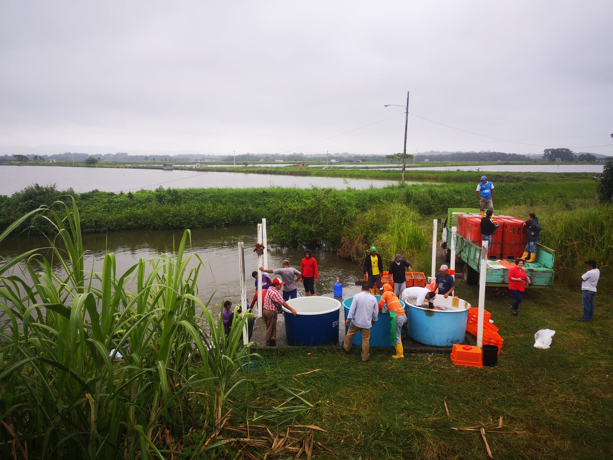 Crevettes élevage Equateur 4