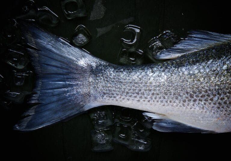 When passion meets fish