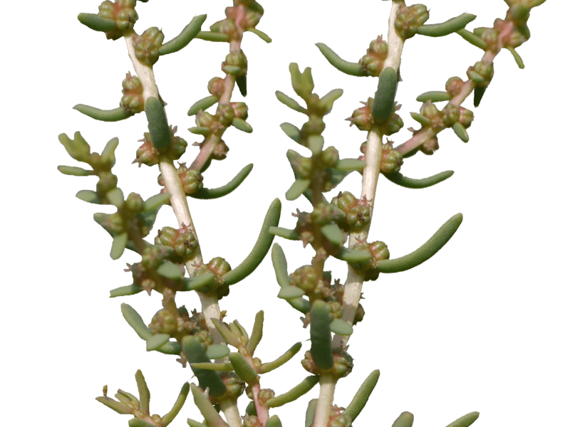 Suaeda maritima, petite plate comestible
