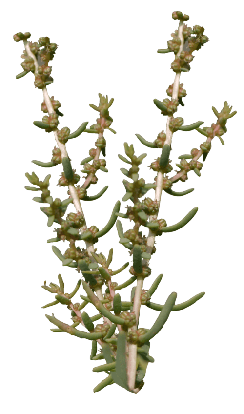 Erba dei vetrai