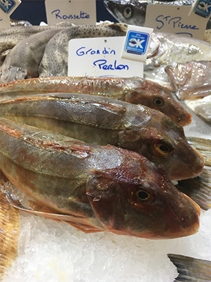 Grondin Perlon Chelidonichthys lucerna poisson de saison Mr.Goodfish