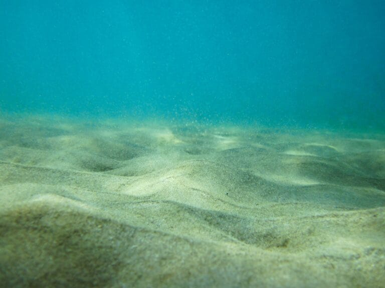 Skates in the English Channel and the North Sea