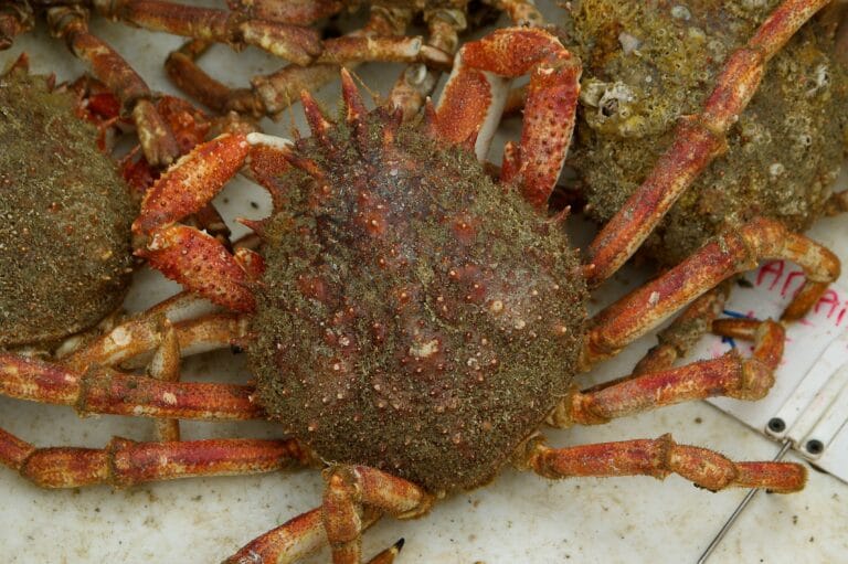The spider crab