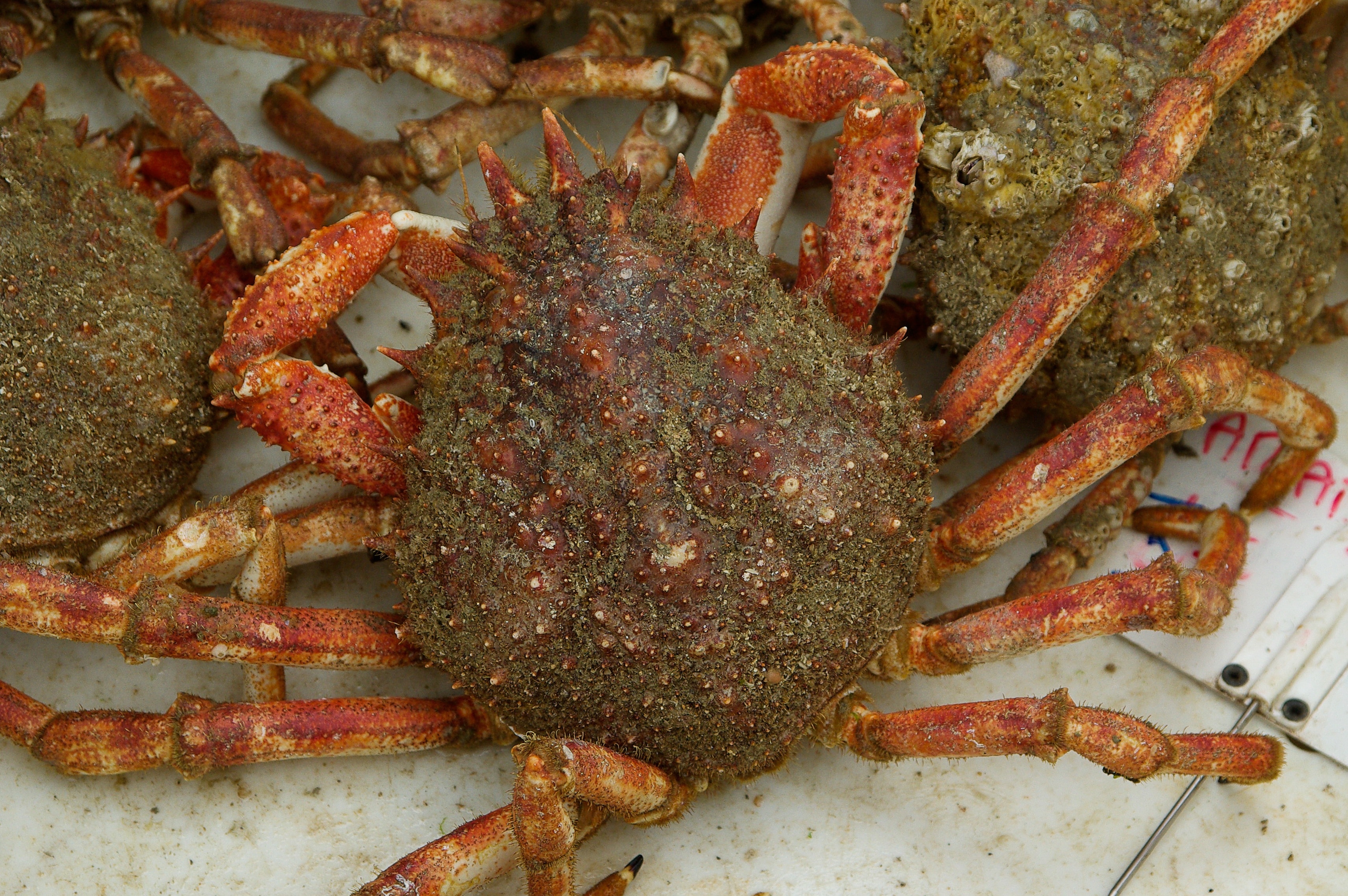 Crabe, tourteau, araignée de mer : quelles différences ?
