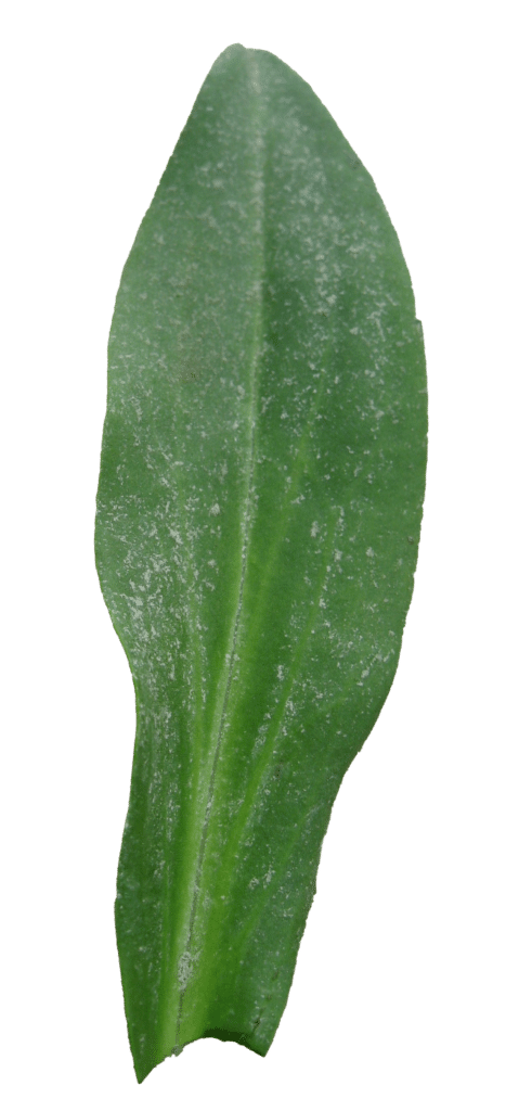 Tripolium pannonicum