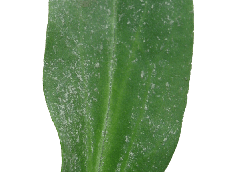 Tripolium pannonicum