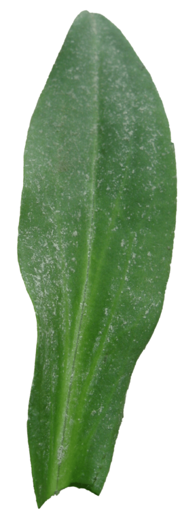 Tripolium pannonicum, plante herbacée comestible