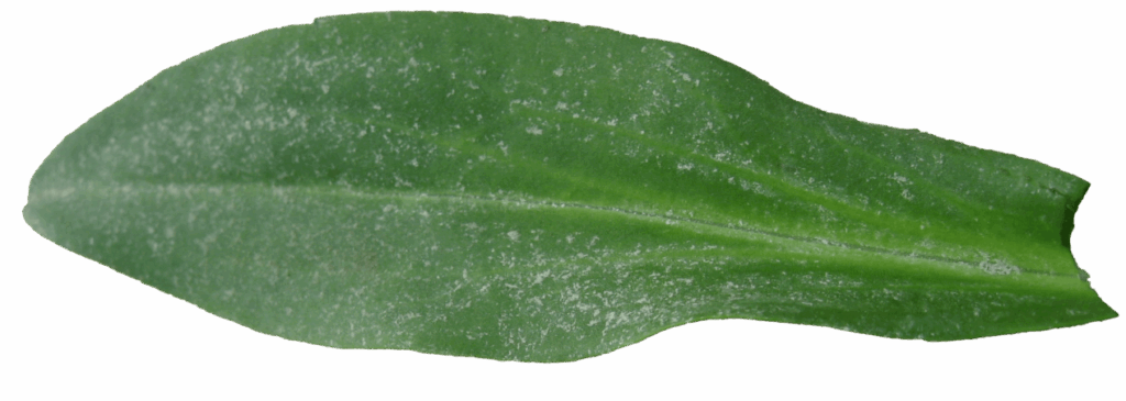Tripolium pannonicum, plante herbacée comestible