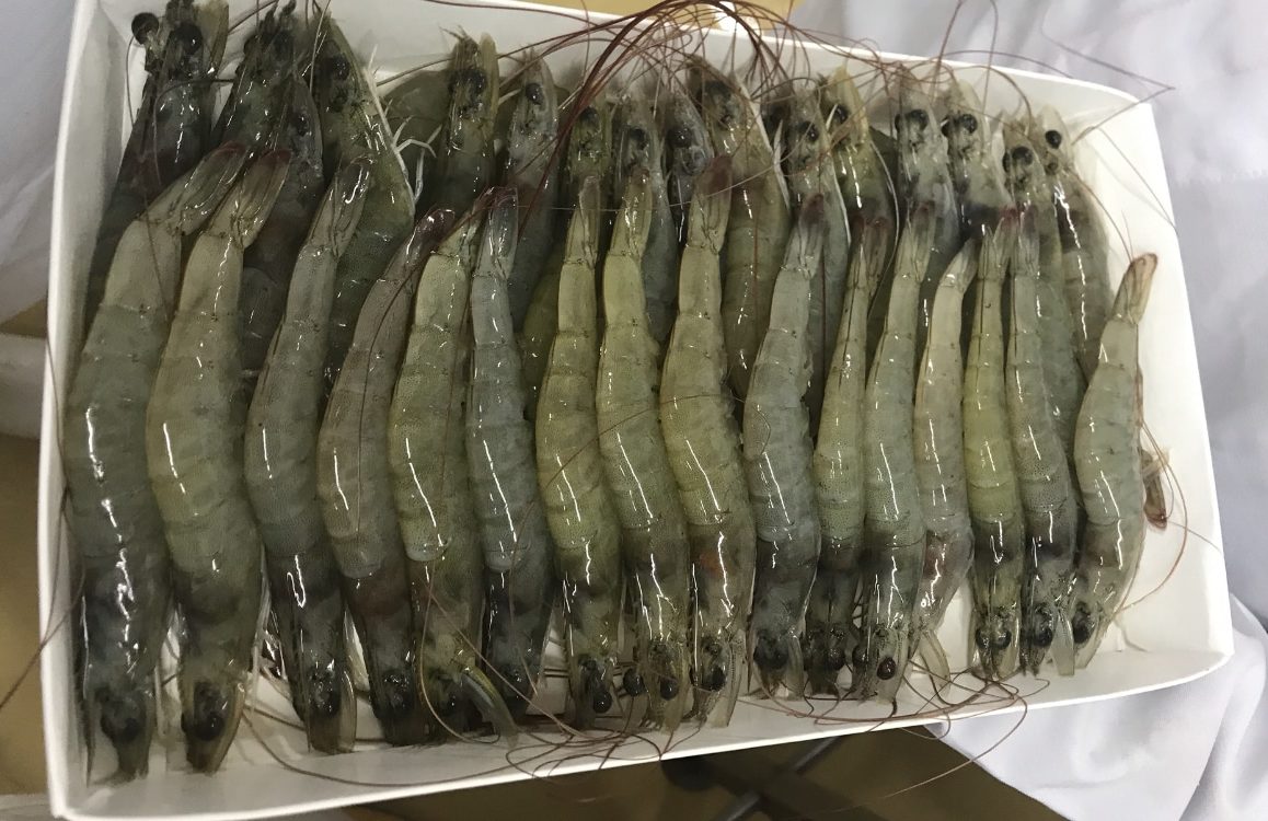 Crevettes élevage Equateur 
