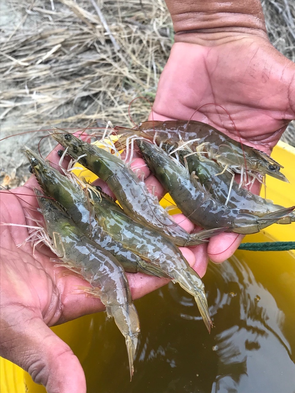 crevettes equateur Langosmar