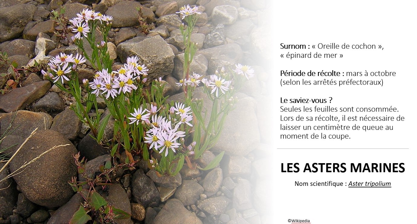 Fiche descriptive aster maritime