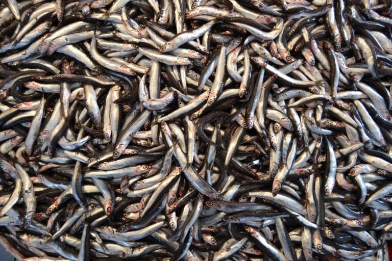 Small pelagic fish: the blue gold of the oceans!