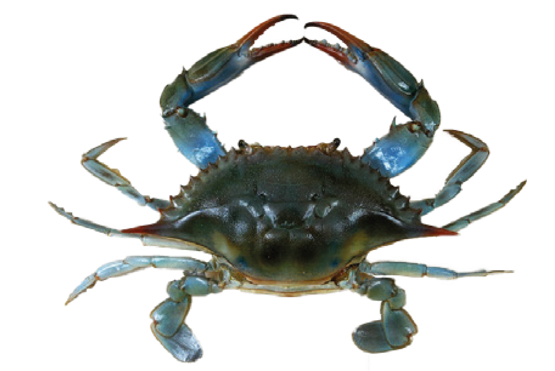 Crabe bleu Mr.Goodfish Crabe bleu Mr.Goodfish