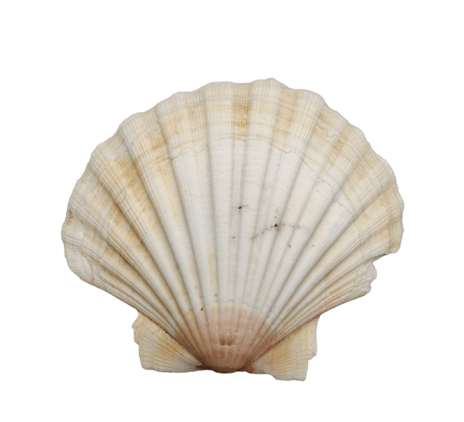 Common scallop