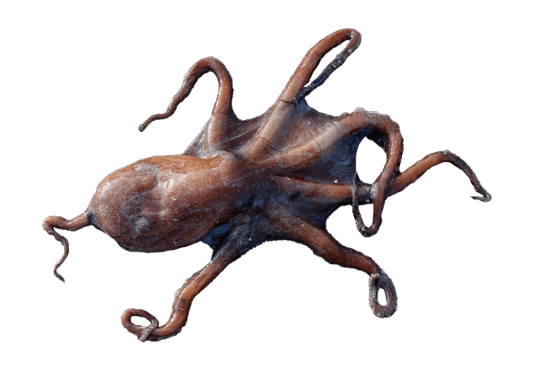 Polpo di scoglio