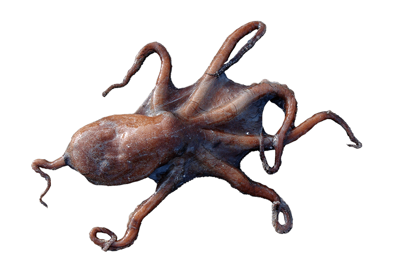 Common Octopus