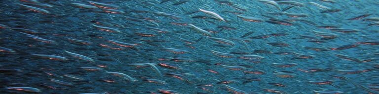 Des nouveaux membres dans l’équipe Mr.Goodfish