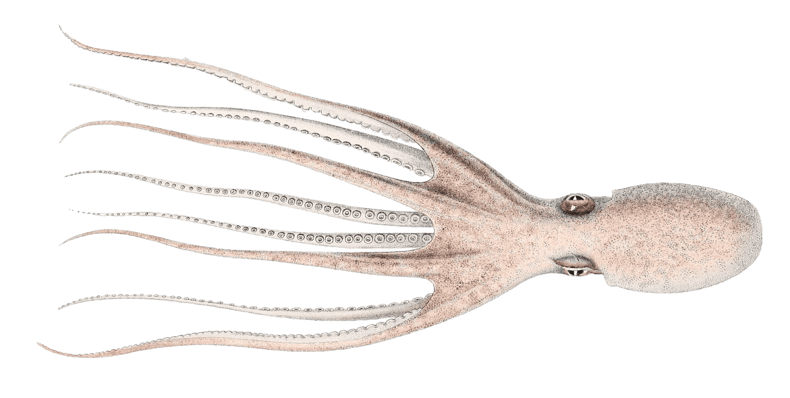 Musky octopus