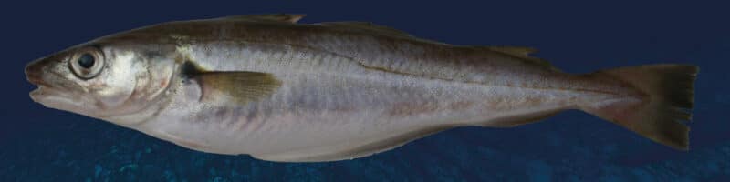 Espèce du mois : Le merlan - Mr.Goodfish