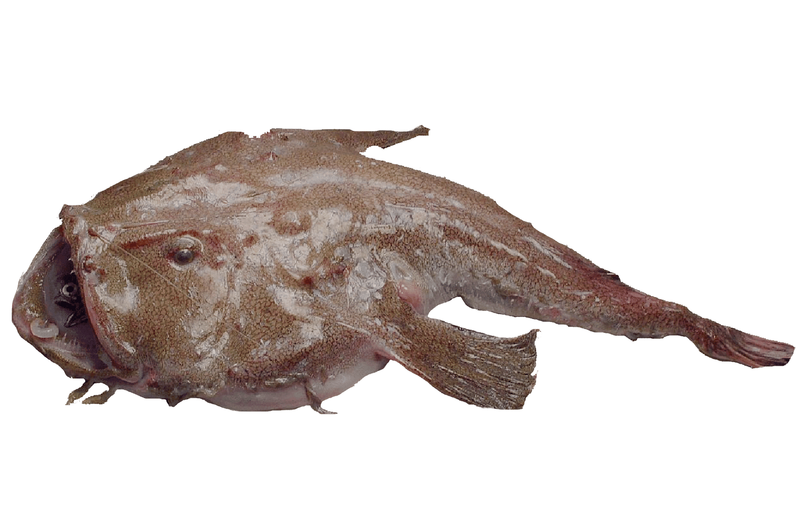 Baudroie rousse