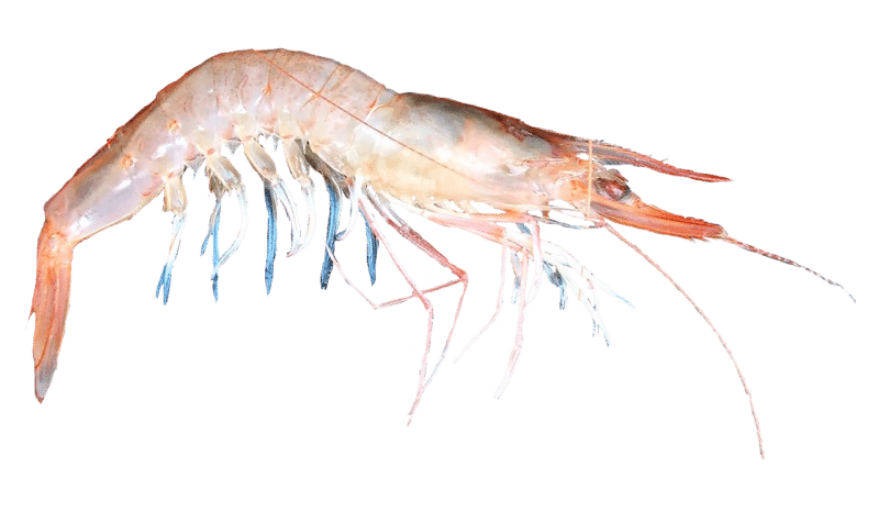 Deep-water Rose Shrimp