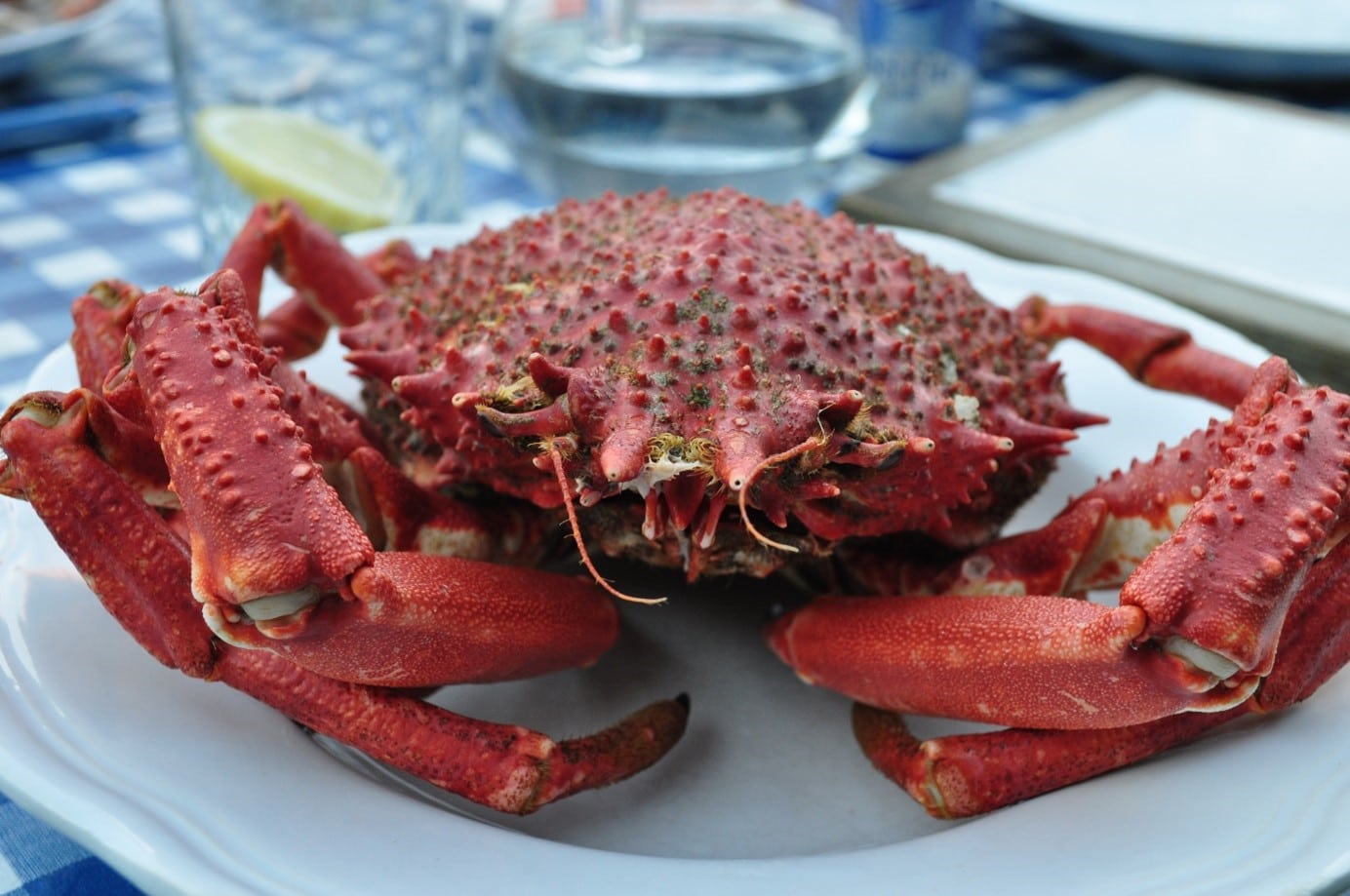 Comment cuire l’araignée de mer ? - Mr.Goodfish